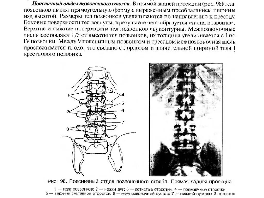 Диаметр позвонка. Размеры позвонков. Диаметр позвонка l5. Размеры позвонка человека.