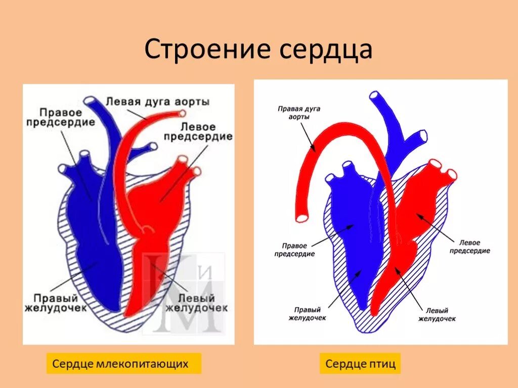 Строение сердца теплокровных. Строение сердца млекопитающих. Схема строения сердца млекопитающих. Строение сердца птиц и млекопитающих.