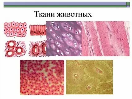 Какой ткани нет у животных