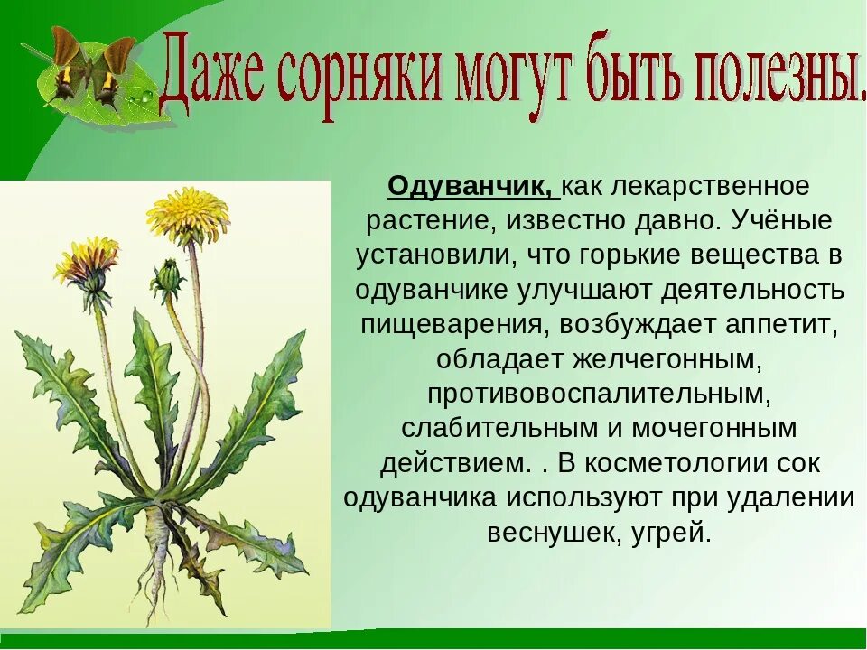 Как пишется сорняк. Одуванчик лекарственный сорные растения. Надземные побеги одуванчика лекарственного. Одуванчик лекарственный стебель. Одуванчик лекарственный описание.