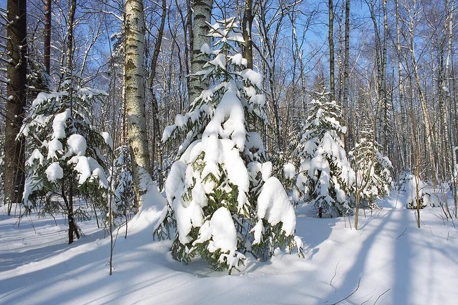 Какая пороша будет завтра. Зимняя пороша. Зимний заколдован лес. Пороша фото. Зимний лес пороша.