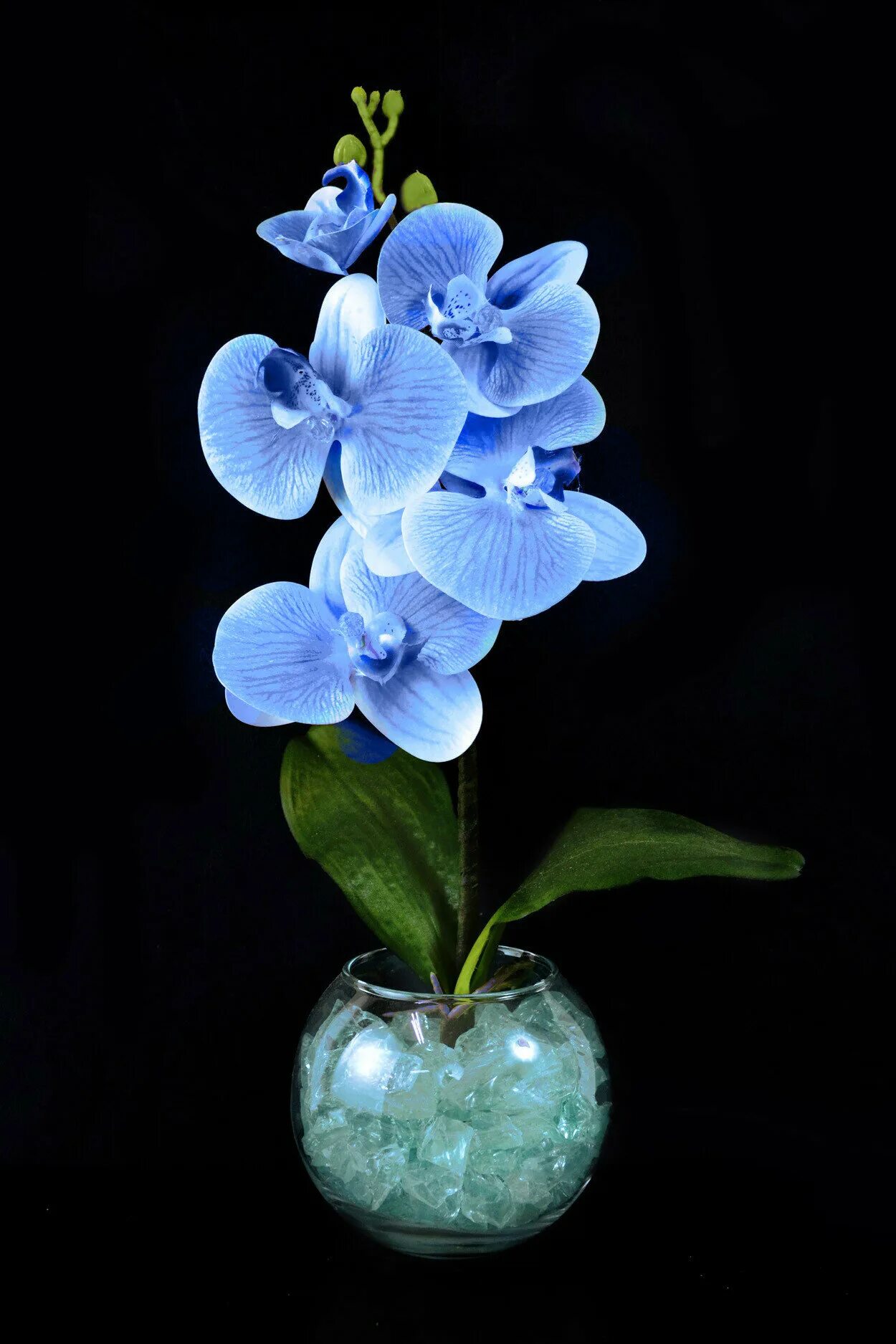 Синяя орхидея в горшке. Синие орхидеи. Орхидея искусственная синяя. Светильник Орхидея. Голубая Орхидея в горшке.