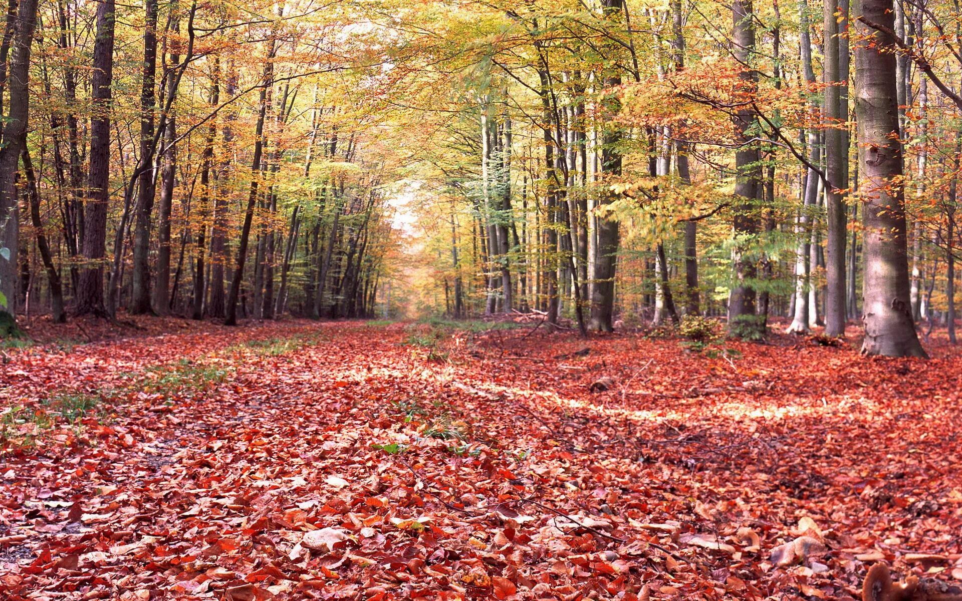 Красный лес участок. Лес осенью. Земля осенью. Осенний лес земля. Ковёр опавшей листвы в лесу.
