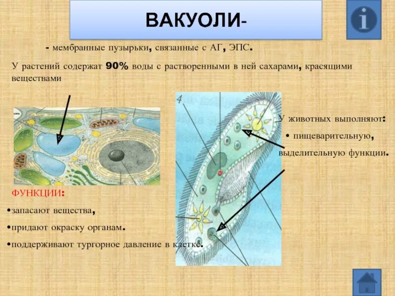 Вакуоли строение и функции таблица. Вакуоль функции. вакуоли растений. мембранные вакуоли. вакуоли строение и функции.