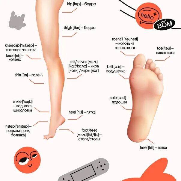 Название частей стопы. Название частей ноги. Части человеческой ноги названия. Нога название частей ноги.