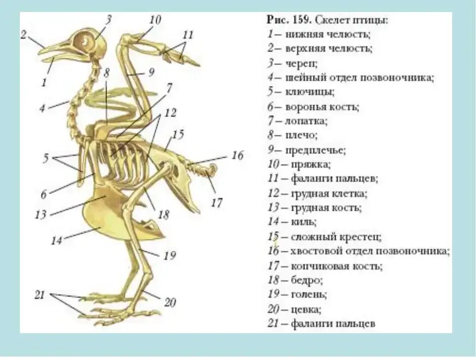 Скелет птицы биология 8 класс. Строение скелета птицы 7 класс биология. Строение скелета птицы 7 класс. Строение скелета птицы голубя. Строение скелета голубя