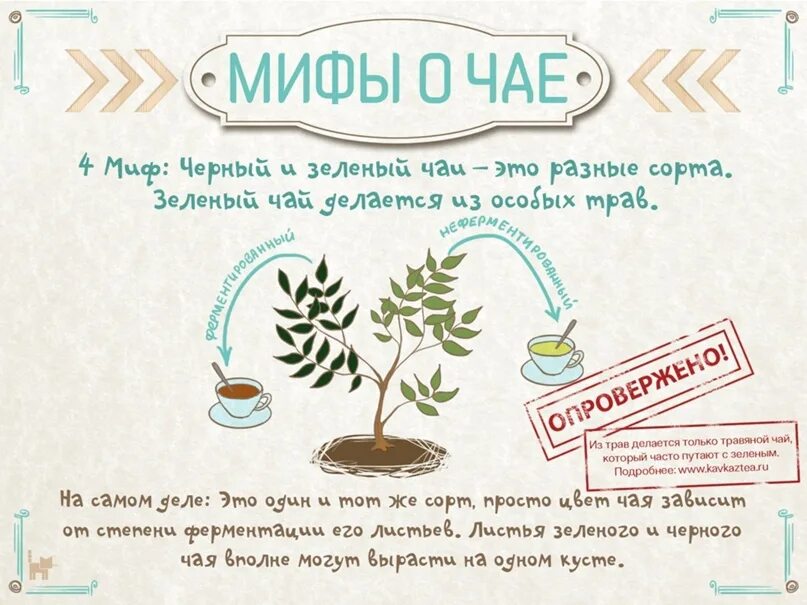 Рабочий лист мифы. Интересные факты о чае. мифы о чае. необычные факты о чае. интересные факты о чаепитии.