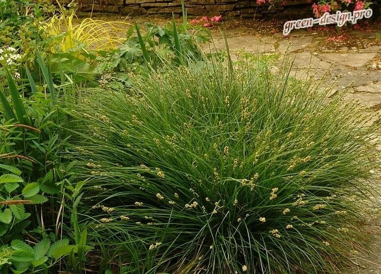 Carex morrowii 'Gold Band' - Sedge Patio plants, Yard design, Back garden