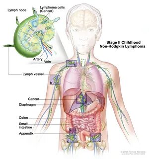Lymph