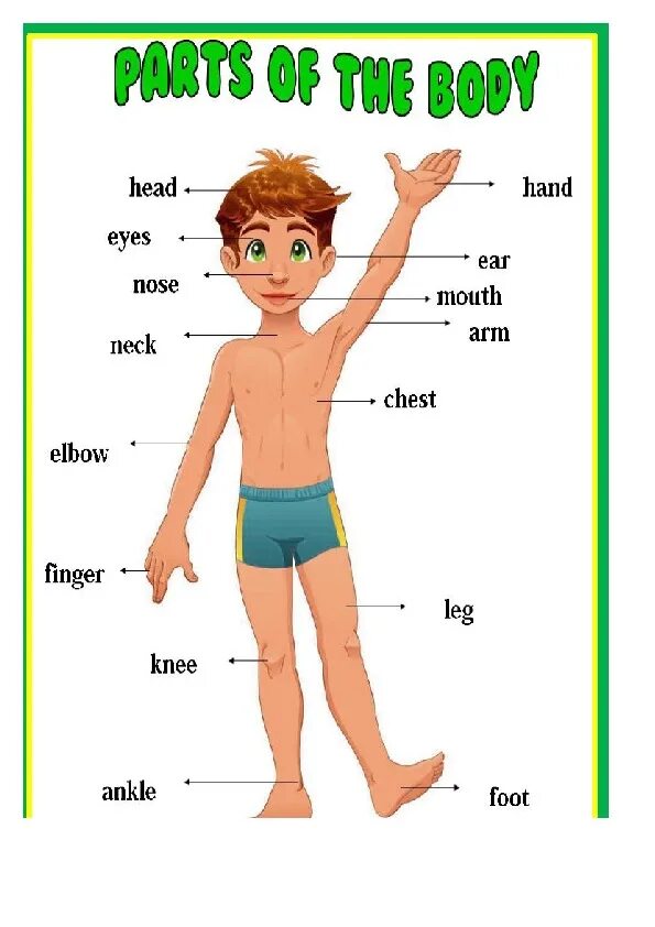 Части тела для детей. Тело человека для детей по английскому. Части тела по английскому. Части тела на английском для детей.