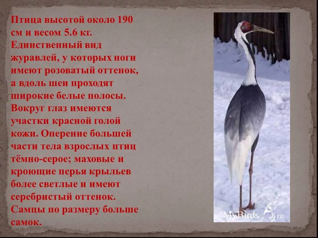 Птице высота песня. Даурский журавль красная книга. Даурский журавль красная книга Забайкальского края. Даурский журавль описание. Журавль Даурский красная книга Забайкалья.