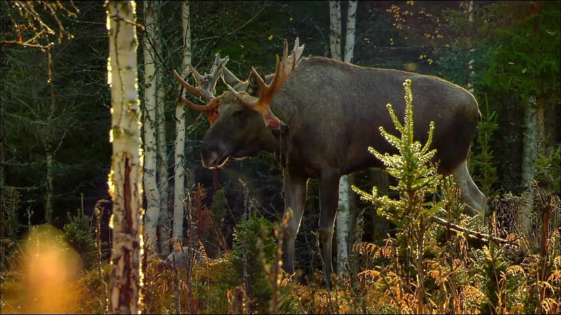 Лось фото. Животные осенью в лесу. Лось живет в лесу. Ильменский заповедник лось. Лось живет в лесу.