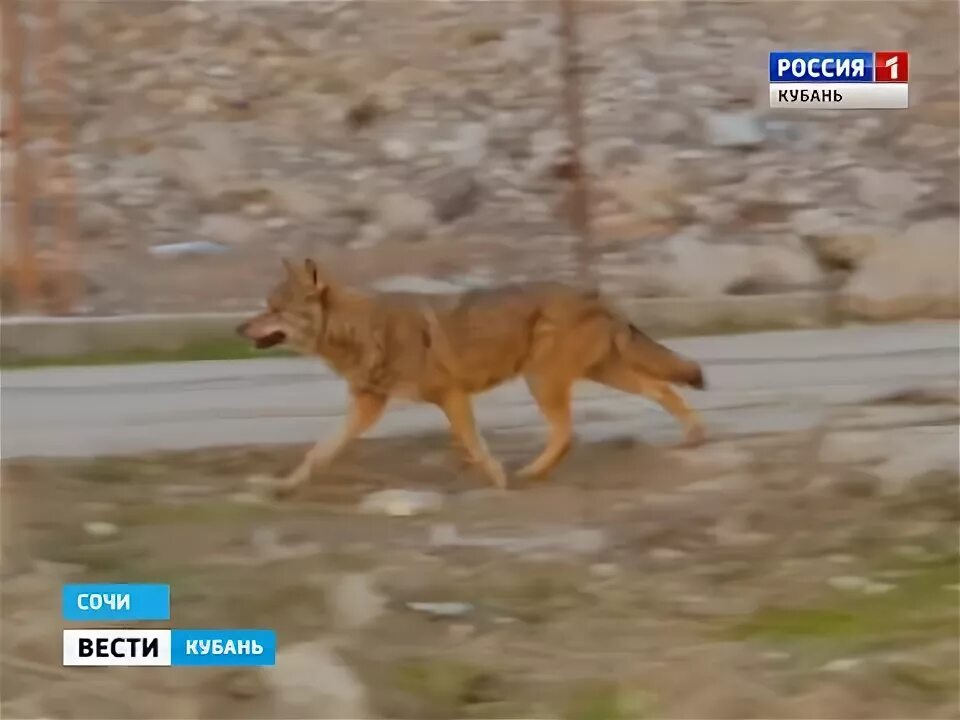 Шакалы в Сочи. Шакалы в красной Поляне. Волки на Кубани. Волк в Сочи.