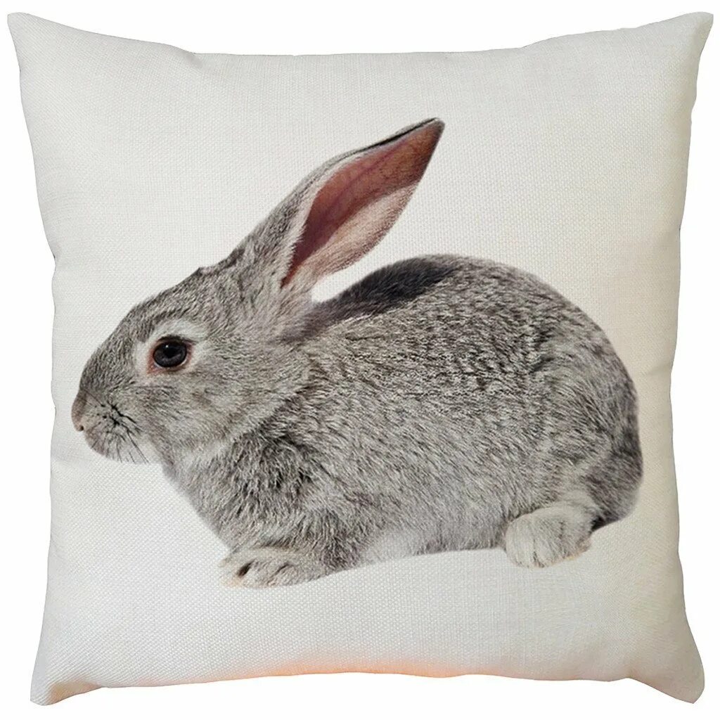 Bunny png
