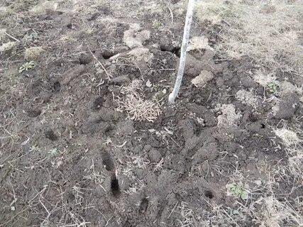 Следы кротов