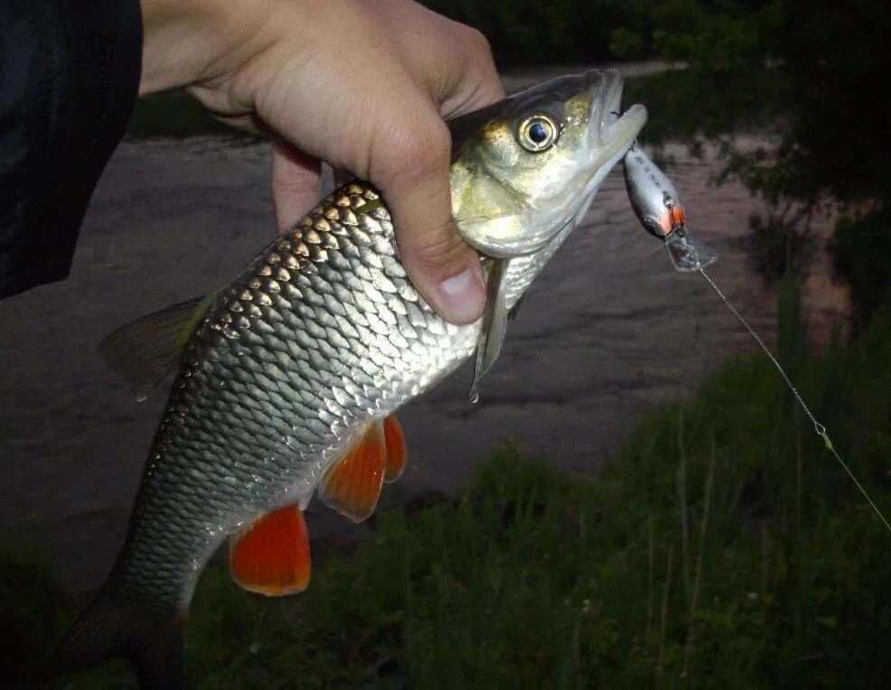 На что ловить голавля. Ловля голавля. Рыбалка на голавля летом. На что ловить голавля. Рыбалка на голавля.
