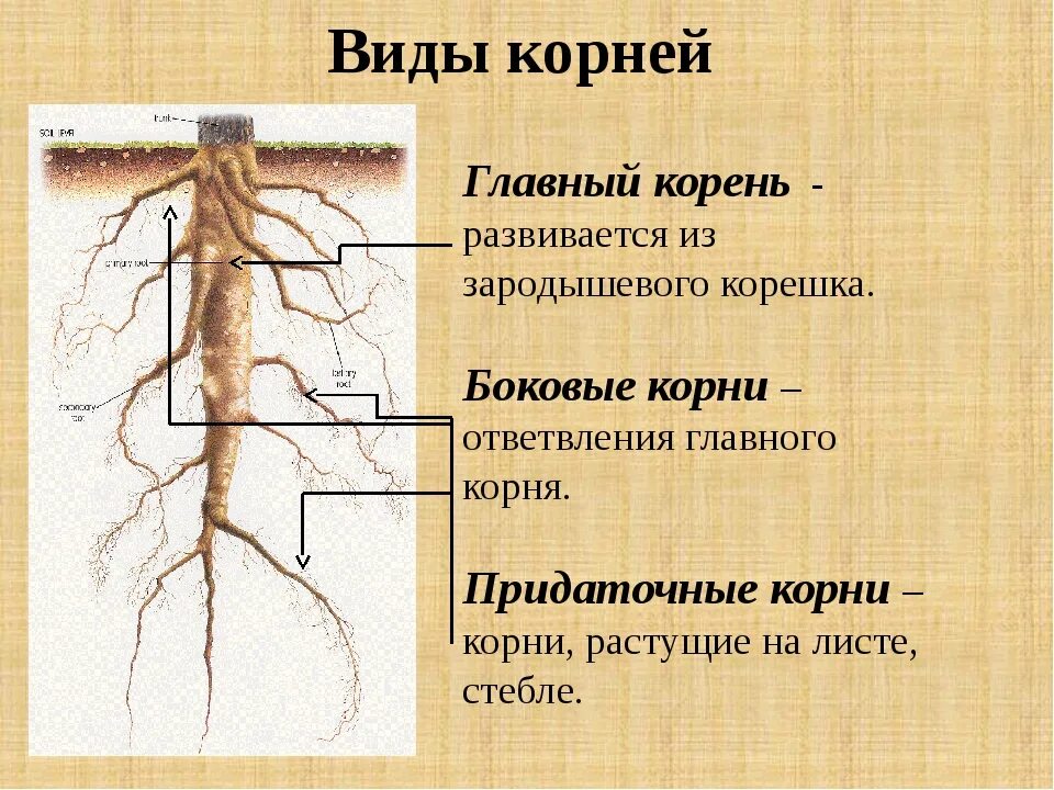 Придаточные корни развиваются из зародышевого корешка. Главный корень развивается из зародышевого корешка.