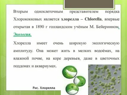 К каким систематическим группам относится хлорелла