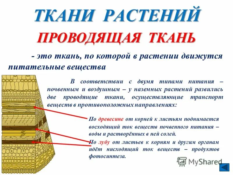 Ткани растений. Виды тканей растений. Название тканей растений. Типы тканей растений 6 класс. Какие растительные ткани существуют