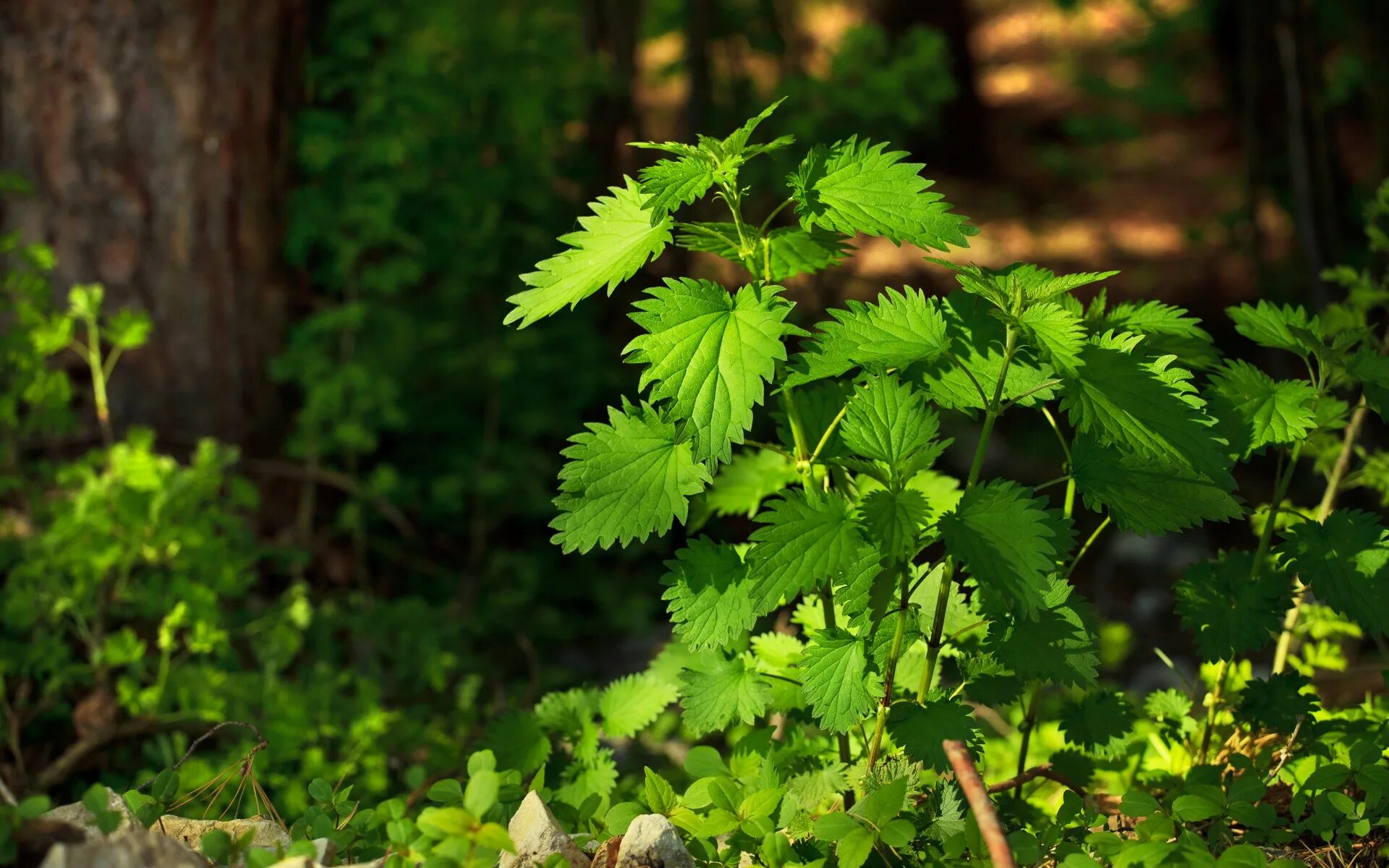 Крапива двудомная. Крапива двудомная в лесу. Крапива жгучая (Urtica urens). Крапива Таежная. Крапива в природе