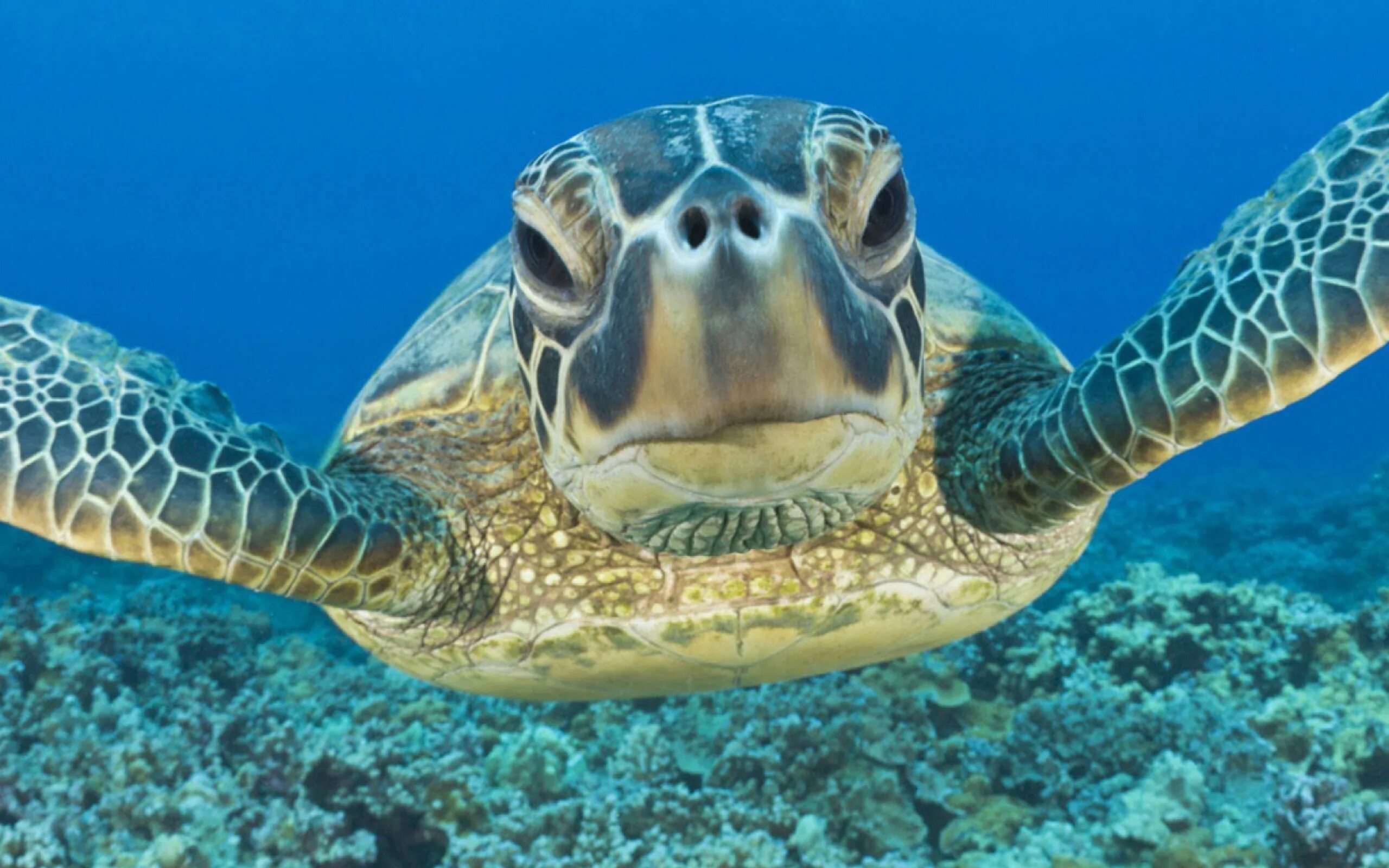 Скорость морской черепахи. Морская черепаха спереди. Обитатели океана. Красивая морская черепаха. Черепаха в океане.