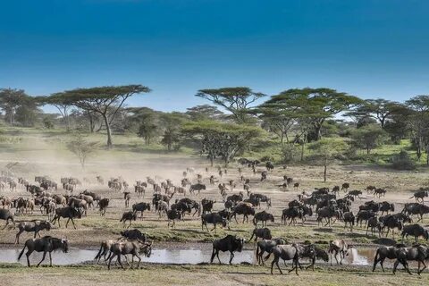 Lemala Ngorongoro Camp - Greatest Africa