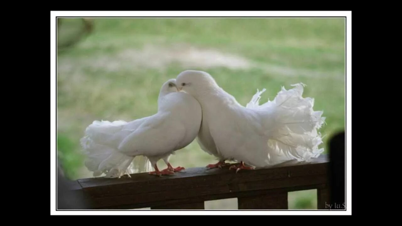 Петь песни голуби. Голуби целуются. Поцелуй голубей. Свадебные голуби прикол. Свадебные голуби картинки красивые.