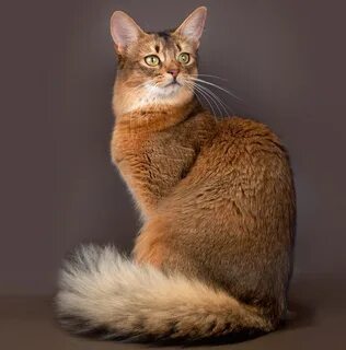 Сомали кошка