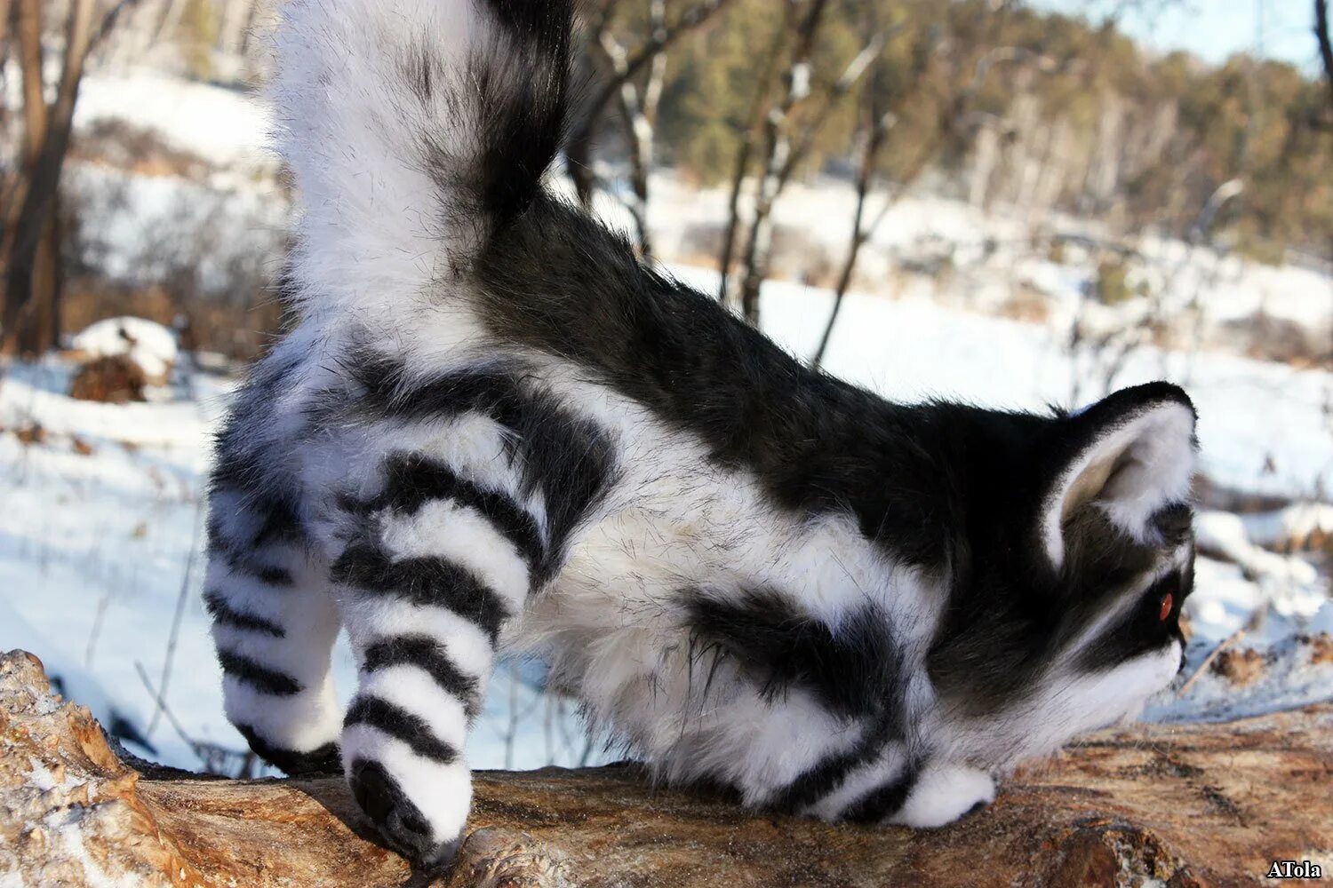 кошки. сибирская енотовидная кошка. реалистичные игрушки. мейн кун енотовидная кошка. енот полоскун осенью.