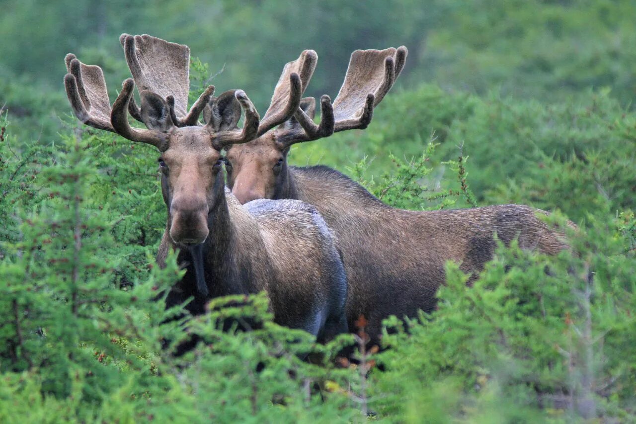 Чей лось. Таежный Лось. Европейский Лось alces alces. Лось в сибирской тайге. Лось Псковская область.