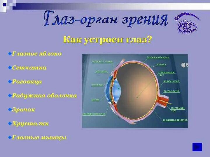 Картинки органа зрения. Органы чувств зрение. строение глаза 3 класс окружающий. строение органа зрения. орган зрения 4 класс окружающий мир.
