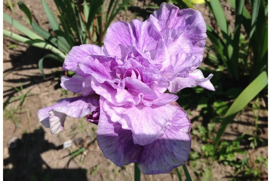 ирис сибирский пинк парфайт. ирис пинк парфейт. ирис пинк парфе. ирис сибирский iris sibirica. ирис сибирский пинк.