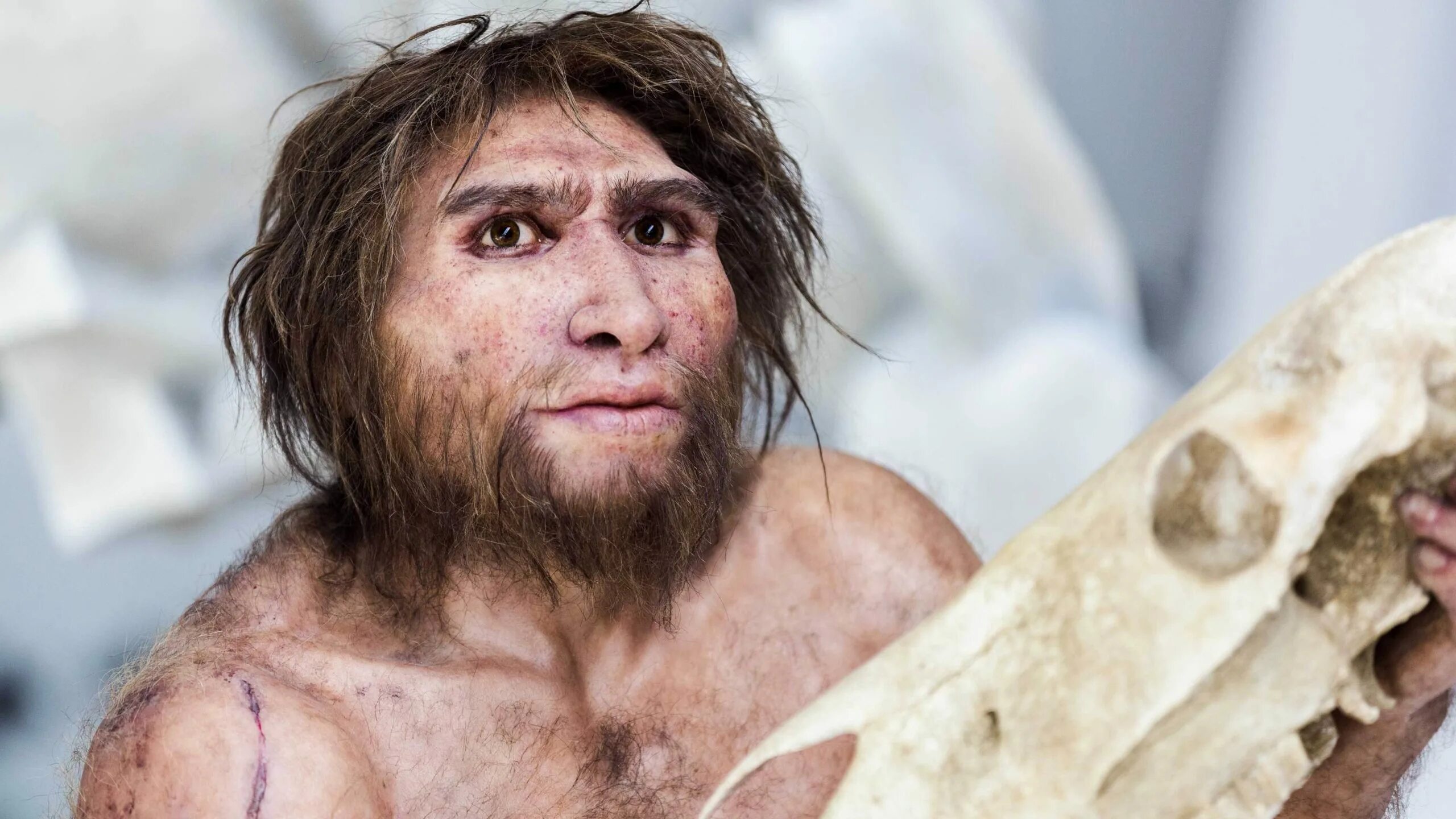 Кольмейстер неандертальцы. Неандерталец 11 букв. Homo neanderthalensis. Леонид ангарин неандерталец. Неандерталец (homo neanderthalensis).