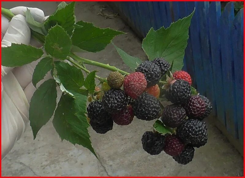 ежемалина малиново-красная "логанберри". форумы ежевиководов 2022 год по ежевике фридом. ежемалина гибридная логанберри. ежемалина тайберри цвет соцветий. ежемалина описание отзывы садоводов.