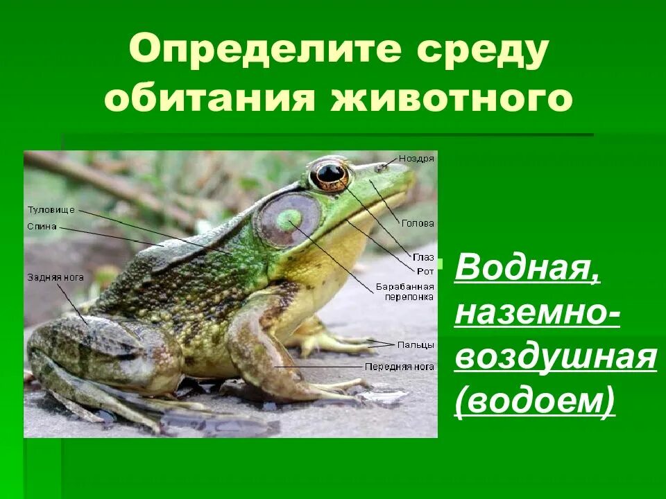 Лягушка среда обитания наземно воздушная
