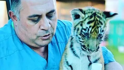 Tiger dr