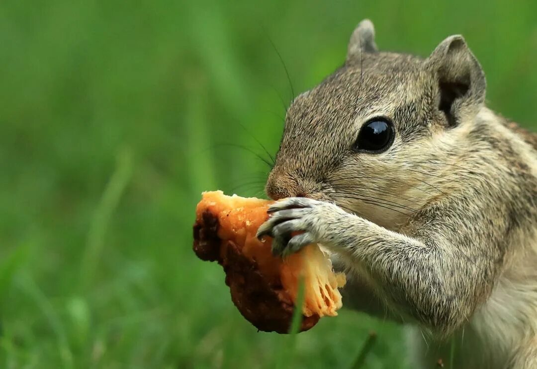 Белка хищник или нет. Белки хищники или нет. Белки едят птиц. Сибирская белка. Белка хищник или.