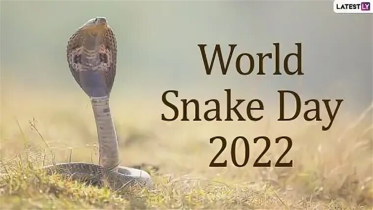 Snakes world. Всемирный день змеи (World Snake Day). World Snake Day. 16 Июля Всемирный день змеи (World Snake Day). Latestly.