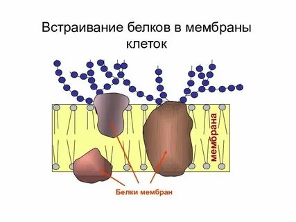 Белки в составе мембран клетки функция