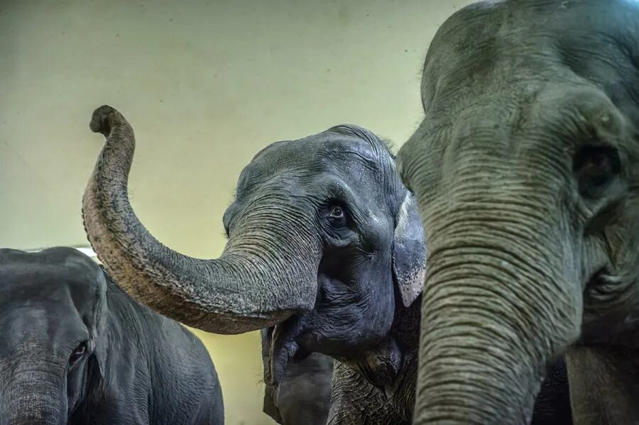 Хванге национальный парк. Sad elephant. Зимбабве животные. Хванге национальный парк. Стадо слонов.