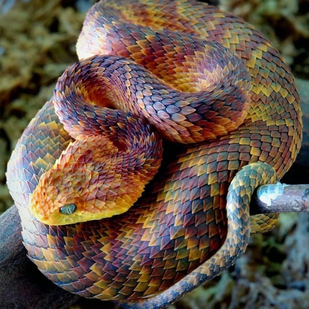 Типа змейка. Африканская кустарниковая гадюка. Кустарниковая гадюка (Atheris. Белогубый полоз. Кустарниковая шершавая гадюка.