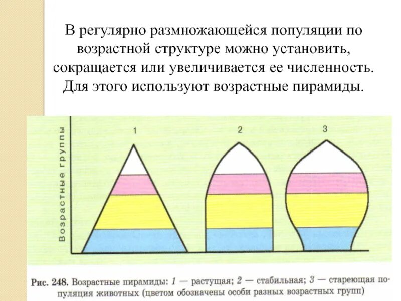 Возрастная структура популяции. Популяция структура популяции. Структуры популяции в биологии. Типы возрастной структуры популяций.