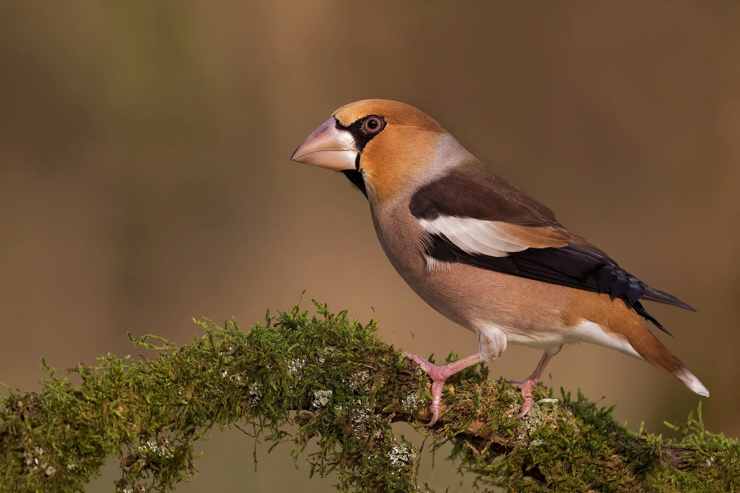 Обыкновенный Дубонос. Дубонос обыкновенный (coccothraustes coccothraustes). Птичка Дубонос. Розовогрудый Дубонос. Дубонос самка