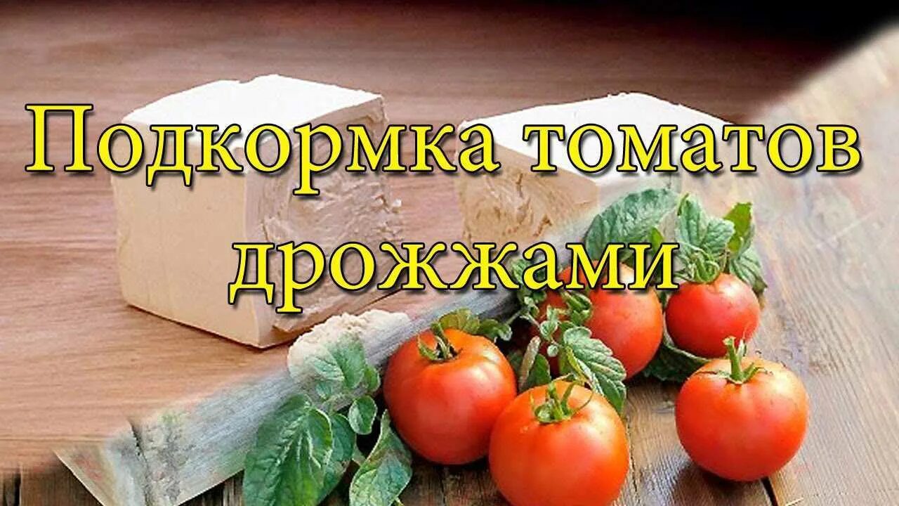 Подкормка томатов дрожжами. Подкормка помидор дрожжами. Подкормить дрожжами томаты. Дрожжевая подкормка для томатов. Как подкормить рассаду помидор дрожжами