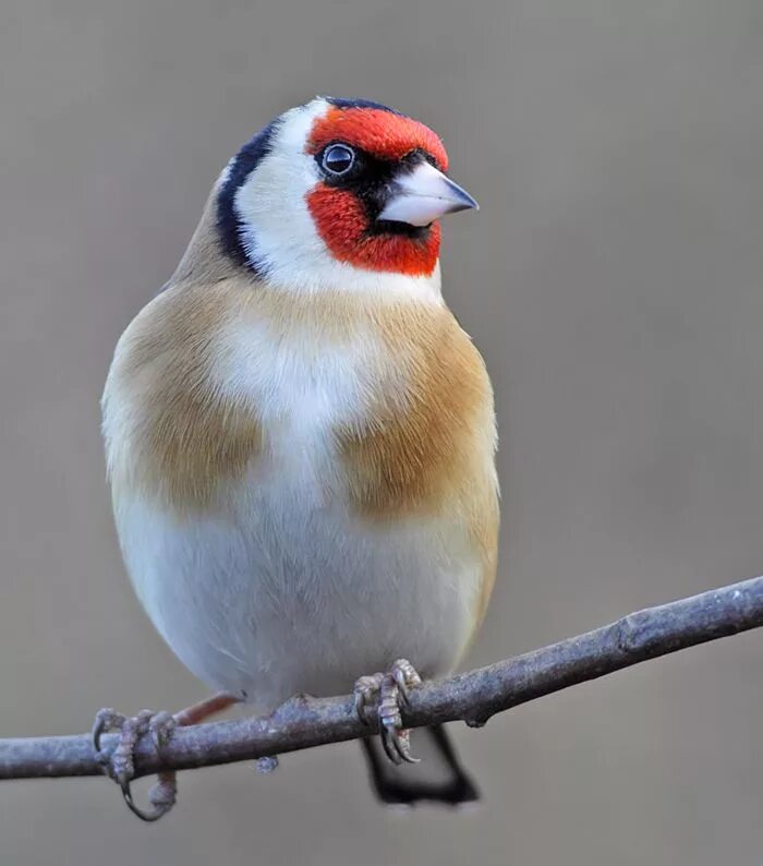 Fin h. Finches papazukiy. финчи. finch legacies. golden finch the hague.