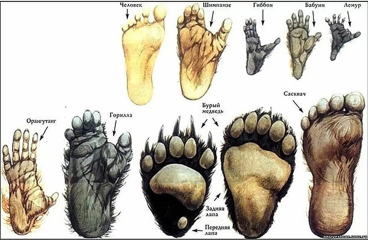 Анатомия конечностей шимпанзе. Стопа человека. Эволюция стопы человека. Строение стопы. Шимпанзе передняя конечность