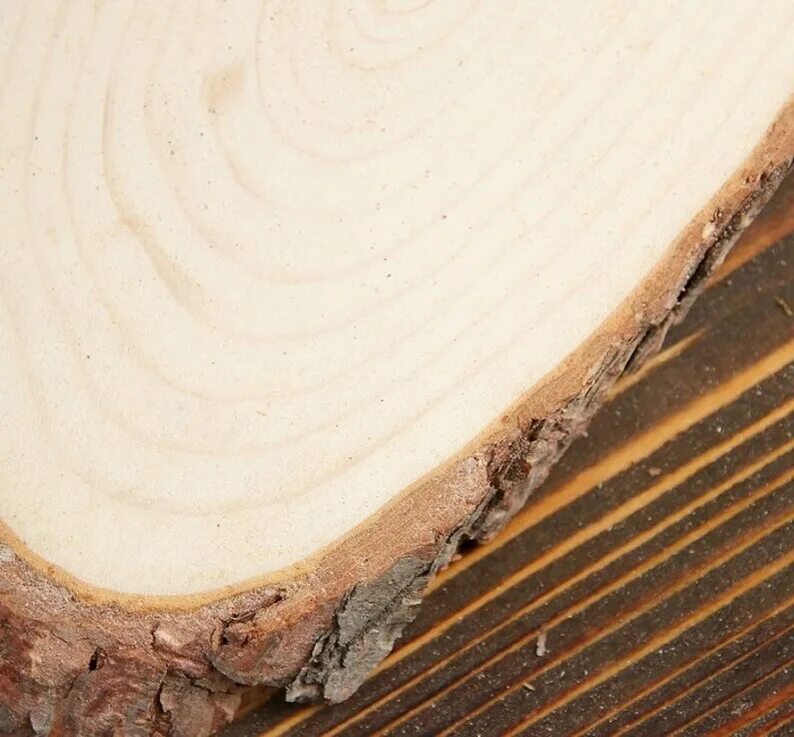 Поперечный срез корня микрофотография. Овальные спилы дерева. Поперечный срез земляного червя. Срезы в информатике. Поперечный разрез тела самки аскариды.