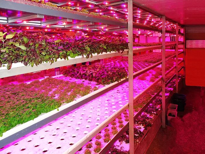 Подвал с марихуаной. Огород в подвале. Подвал с марихуаной. Гроубокс в погребе. Гроурум в подвале.