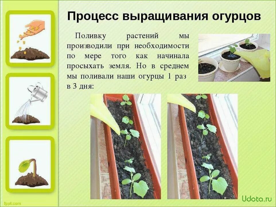 Рассада огурцов выращивание для теплицы. Этапы выращивания огурца. Стадии роста огурцов. Этапы посадки семян. Этапы роста огурца.