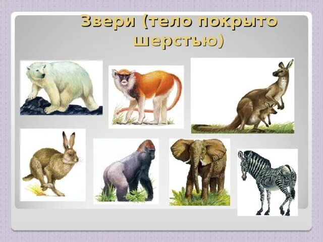 Группы животных звери примеры Зоология. Млекопитающие (16 пленок)
